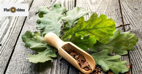 Ilustrácia znázorňujúca rastlinu dub a dubovú kôru