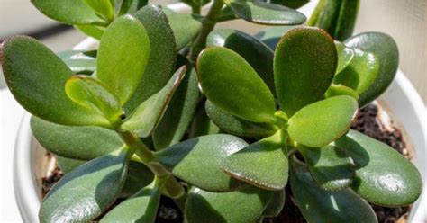 ilustrácia znázorňujúca správnu aplikáciu mastí na kožné problémy