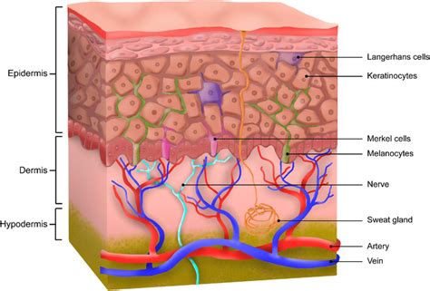 Štruktúra ľudskej kože s popísanými vrstvami (epidermis, dermis, hypodermis) a ich funkciami.