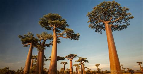 Ilustračná fotografia afrického bambuckého stromu s plodmi
