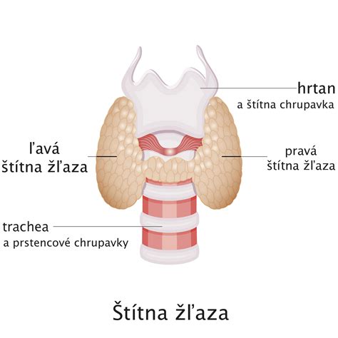 Anatomické znázornenie štítnej žľazy v ľudskom krku