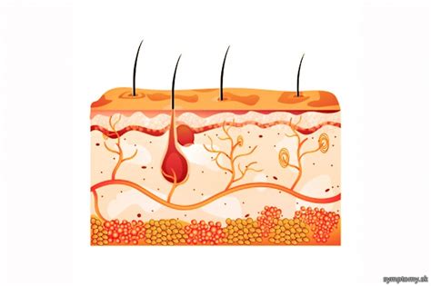 Ilustrácia znázorňujúca rôzne časti tela postihnuté šúpaním kože, s dôrazom na nohy a pokožku hlavy.