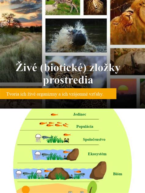 Infografika znázorňujúca bezpečné a nebezpečné zložky v kozmetike počas tehotenstva.