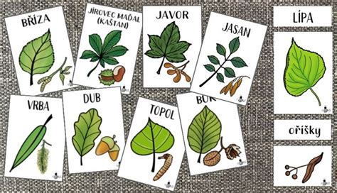 Ilustrácia čajovníka a jeho listov