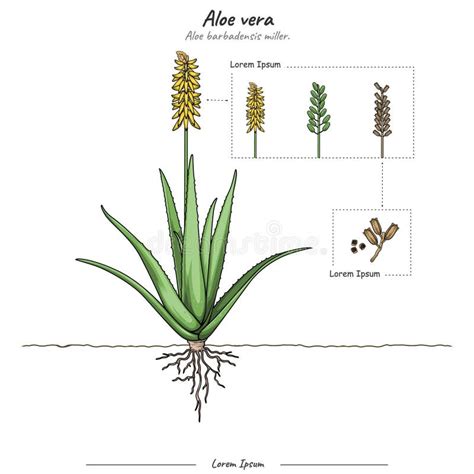 Schéma porovnania účinkov Aloe Vera s inými látkami