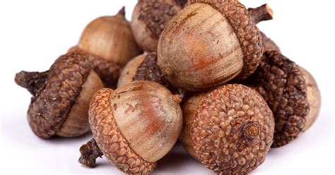 zrelé plody jojoby pripomínajúce žalude