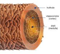 štruktúra vlasu pred a po aplikácii jojobového oleja, znázorňujúca zlepšenie