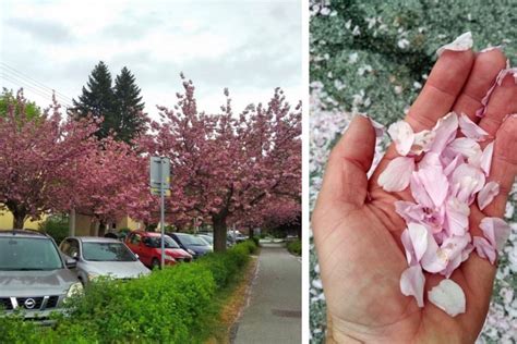 Ilustračná fotografia ružových lupeňov a šípkového masla