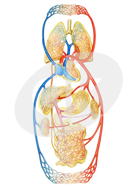 Schéma znázorňujúca proces exfoliácie a stimulácie krvného obehu