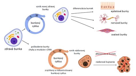 Ilustrácia buniek v celulárnej vode