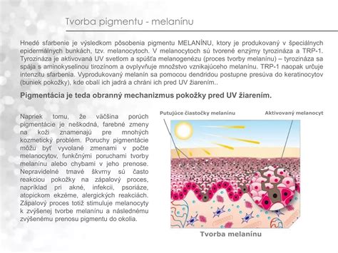 Infografika zobrazujúca proces tvorby melanínu v melanocytoch a jeho prenos do keratinocytov.