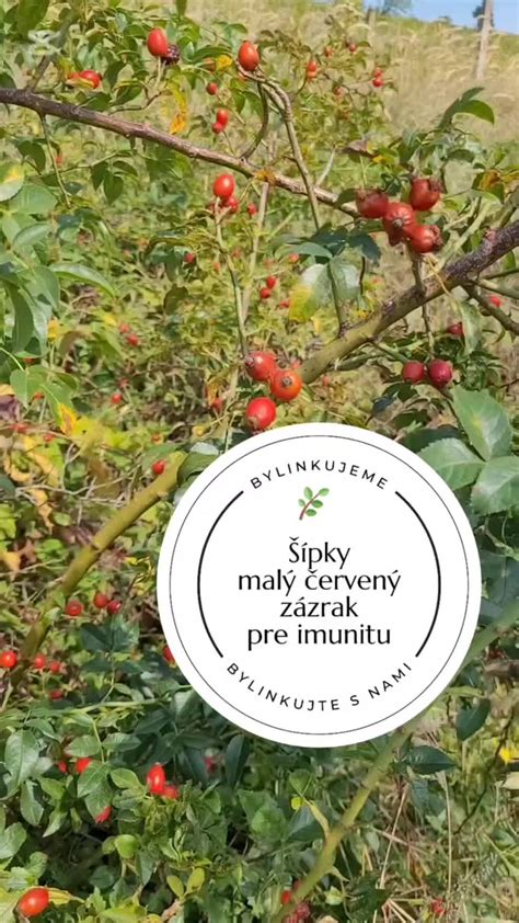 Ilustrácia divokej ruže s plodmi šípok