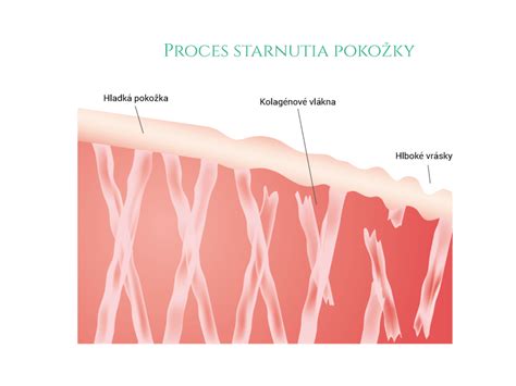 Infografika vysvetľujúca štruktúru kože a proces starnutia s dôrazom na kolagén a elastín