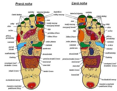 Ilustrácia tváre s vyznačenými oblasťami akné a zodpovedajúcimi vnútornými orgánmi podľa tradičnej čínskej medicíny.
