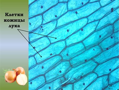 Ilustrácia kožnej štruktúry s vyznačenými vrstvami a bunkami.