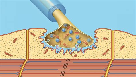 Ilustrácia princípu účinku botulotoxínu na nervovo-svalový prenos