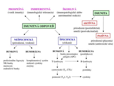 Schema znázorňujúca interakciu imunitného systému s kožou pri psoriáze a možný vznik psoriatickej artritídy