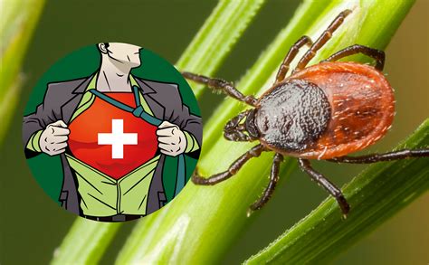 Infografika: Ako správne odstrániť kliešťa