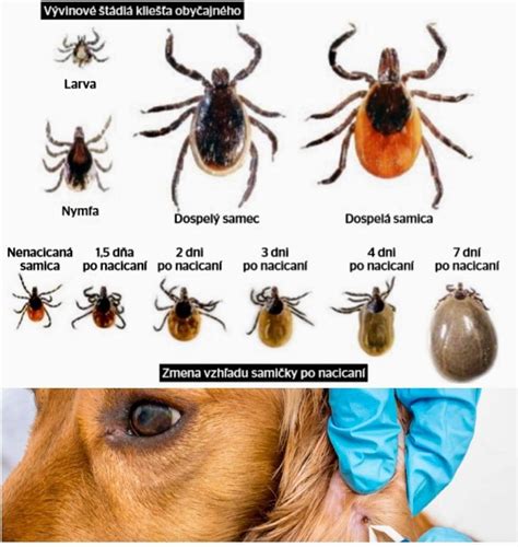 Ilustrácia rôznych typov alergénov, ktoré môžu spôsobiť dermatitídu u psov (peľ, roztoče, blchy, potraviny)