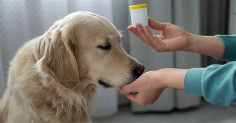 Veterinárny lekár vykonáva kožný alergický test na psovi