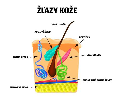 Schematické znázornenie stavby ľudskej kože s vyznačenými derivátmi ako sú vlasové folikuly, potné a mazové žľazy.