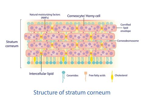 Ilustrácia znázorňujúca rozdiel medzi suchou a dehydrovanou pleťou s detailným popisom stratum corneum