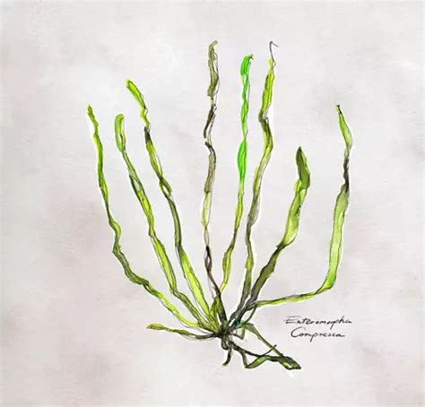 Zobrazenie prírodných zložiek používaných v kozmetike (napr. aloe vera, ružová voda, morské riasy)