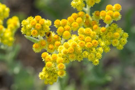 Ilustrácia rastliny slamiha piesočná s detailom kvetov a listov