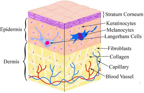 Schéma štruktúry pokožky s vyznačením epidermis, dermis, bazálnej membrány a kolagénových vlákien.