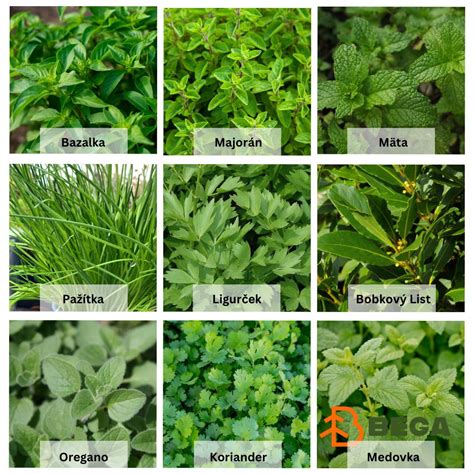 Zobrazenie rôznych druhov byliniek používaných na výplachy úst.