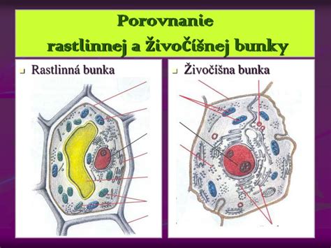 Ilustrácia znázorňujúca porovnanie molekulárnych štruktúr izotretinoínu a tretionínu.