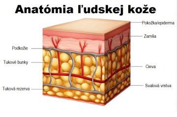 Ilustrácia vrstiev ľudskej kože.