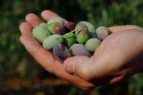 Arganové plody pripomínajúce olivy, z ktorých sa získava vzácny olej.