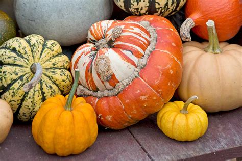 Koláž rôznych jedál pripravených z tekvice.