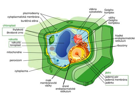 Schéma rastlinnej bunky s vyznačenými organelami.