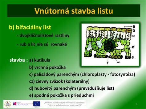 Detailný pohľad na prieduch rastlinného listu.