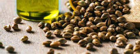 Ilustrácia konopných listov a semien s kvapkami oleja