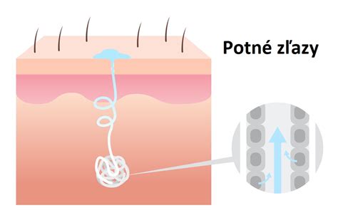 infografika vysvetľujúca mechanizmus účinku antiperspirantu na potné žľazy