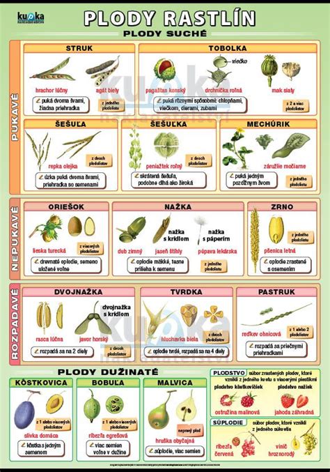 Plody rastliny jojoba na kríku