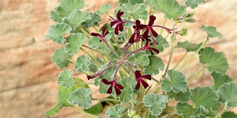 Ilustrácia rastliny Pelargonium sidoides