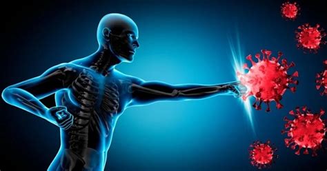 vizualizácia znázorňujúca pôsobenie kortikosteroidov a imunosupresív na imunitný systém