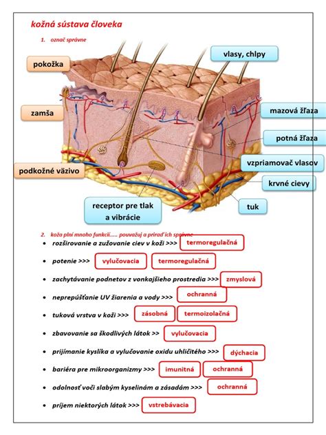 Ilustrácia melanocytov v koži