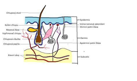 schéma stavby kožní bariéry s lipidovou vrstvou a NMF