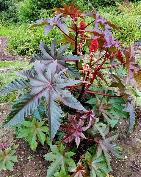 Ilustrácia rastliny Ricinus communis a jej semien.