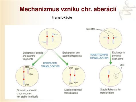 infografika vysvetľujúca mechanizmus vzniku slnečnej alergie a pôsobenie antioxidantov