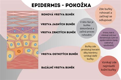 Ilustrácia znázorňujúca vrstvy pokožky a proces chemického peelingu.