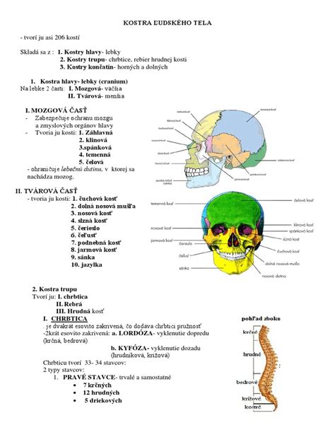 mapa ľudského tela s vyznačenými najčastejšími lokalizáciami pásového oparu
