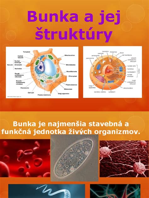 Ilustrácia štruktúry citlivej pleti a jej bariérovej funkcie