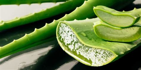 Štruktúra listu Aloe Vera s vyznačením gélovej dužiny.