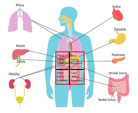 Schematické znázornenie vnútorných orgánov a ich možného vplyvu na kožné prejavy